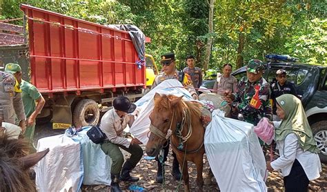 Distribusi Logistik Pemilu Ke Andongrejo Jember Pakai Kuda