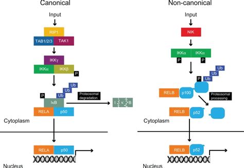 Canonical And Non Canonical Pathways Of Nf B Activation Notes In The