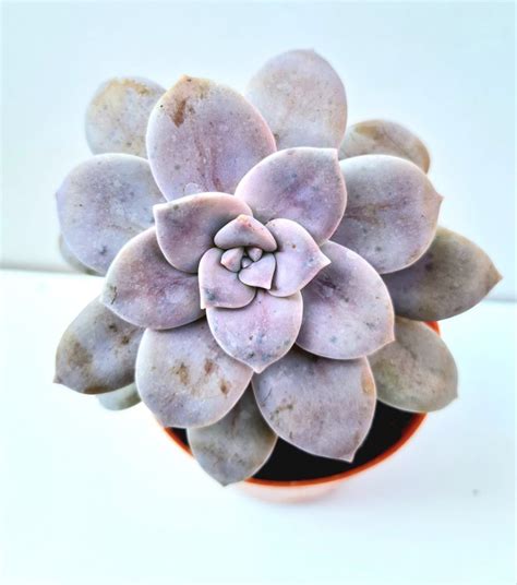 Suculenta Graptopetalum Superbum Verde Amor Jardinagem