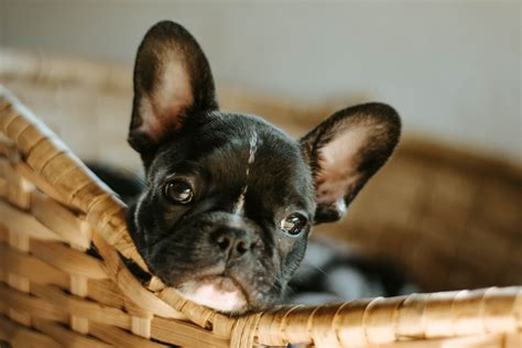 Expert Tips for French Bulldog Training (2024) - Premier Pups