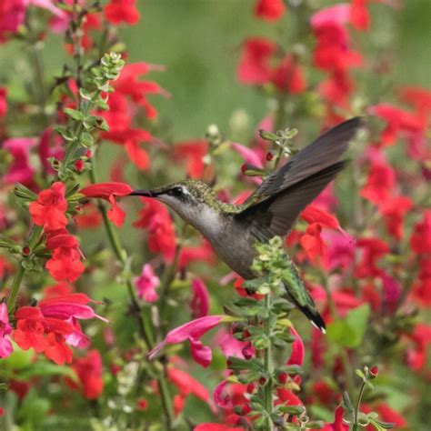 Attracting Hummingbirds To The Garden - Creating A Perennial Garden For ...