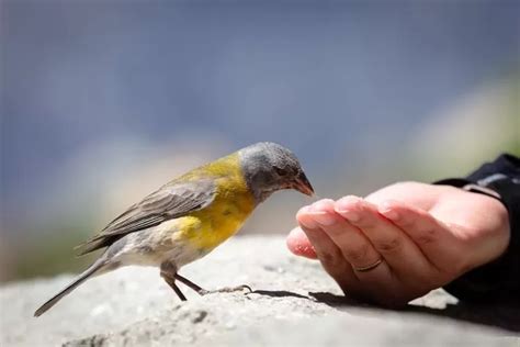 Jawaban Burung Yang Selalu Pengen Tahu Ternyata Adalah Ini Simak