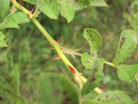 Missouri Survival The Multiflora Rose 10730 Hot Sex Picture