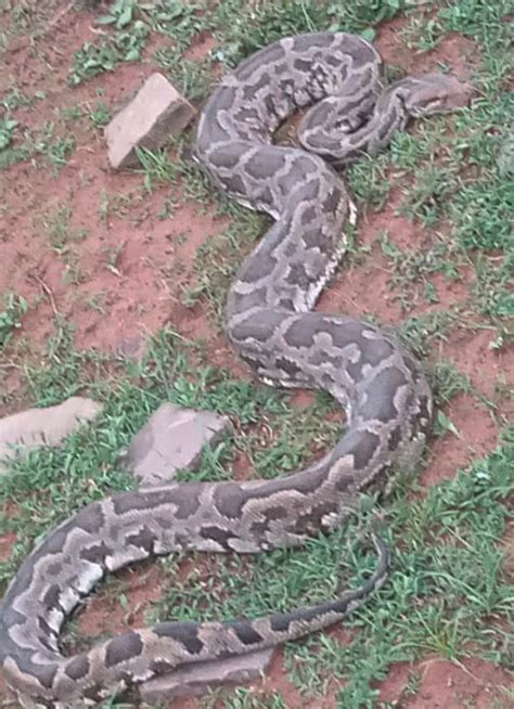 There Was A Stir Due To The Appearance Of A Python In The Millet Field