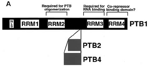 Functional Domains And Motifs Of Ptb A Three Variants Of Human Ptb