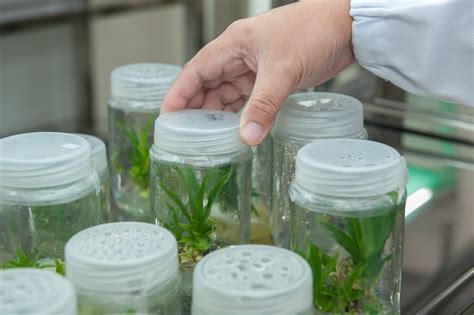 Cultivo De Tejidos Vegetales In Vitro Enkils