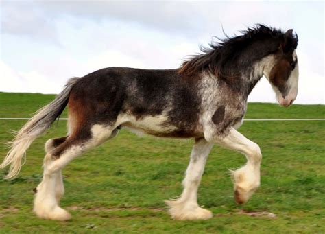 Clydesdale Running