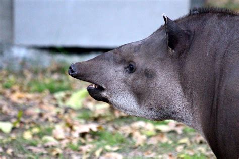 300,000+ Free Tapir Animal & Animal Images - Pixabay