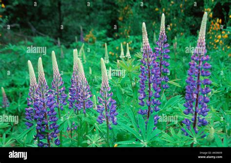 Many Leaved Lupin Hi Res Stock Photography And Images Alamy