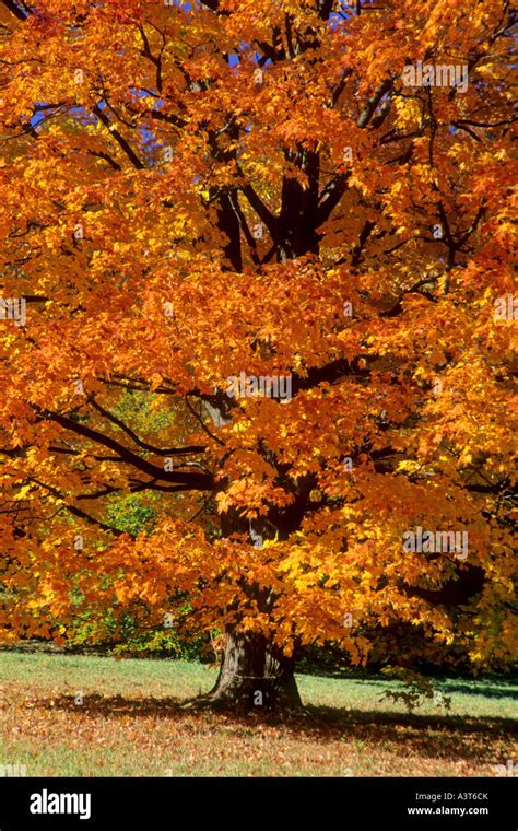 Rock Maple Sugar Maple Acer Saccharum Red Maple In Orange Fall