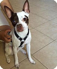 Boston Terrier Chihuahua Mix Black And White - Pets Lovers