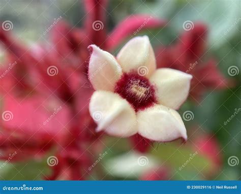 White Ashanti Blood Flower Stock Photo Image Of Light 230029116