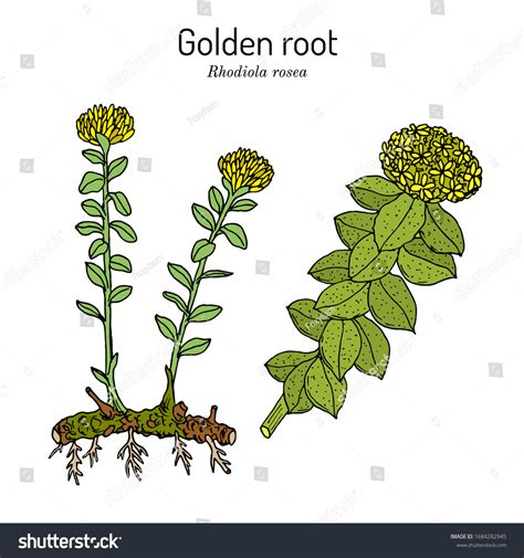 Golden Root Rhodiola Rosea Medicinal Plant Stock Vector Royalty Free