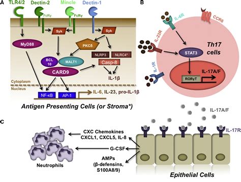 Th17 Cells In Immunity To Candida Albicans Cell Host And Microbe