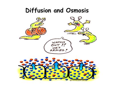 Diffusion And Osmosis Lab ~part 2 Riley S Bio Blog