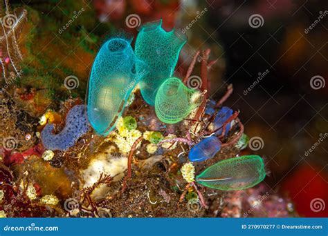 Tunicate On Coral Reef Underwater Stock Image Image Of Squirt