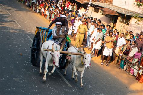 Bullock Cart Race in Kerala | AbinAlex | Legendary Photographer from India