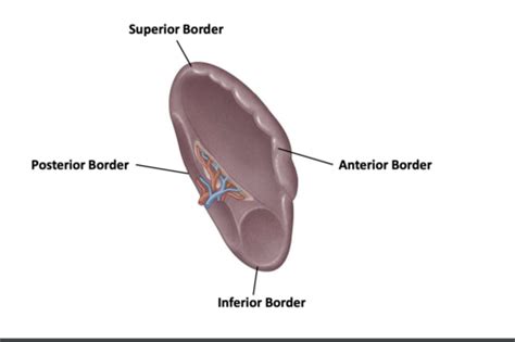 Lymphatic System Spleen And Thymus Flashcards Quizlet