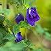 Amazon Seeds Butterfly Pea Flower Seeds Local Usa Blue