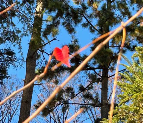 それぞれの見た桃山公園 その4 桃山公園の自然と環境を守る会・公式Ⅰ