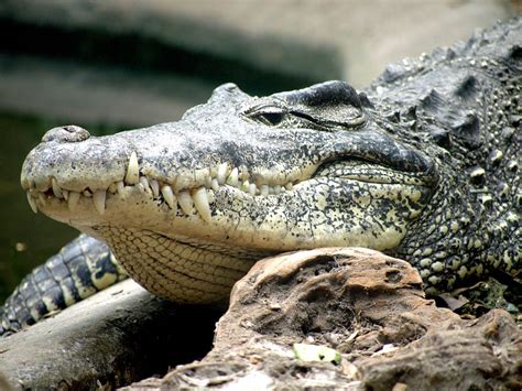 Cuban Crocodile | Smithsonian Photo Contest | Smithsonian Magazine