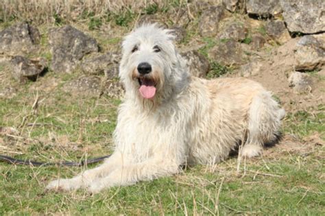 Levriero Irlandese Irish Wolfhound Aspetto Carattere Prezzo