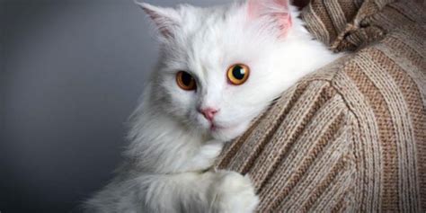 Best White Cat Names With Meanings Cats