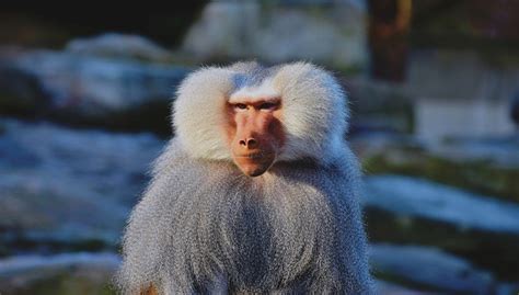 Hamadryas Baboon - Facts, Diet, Habitat & Pictures