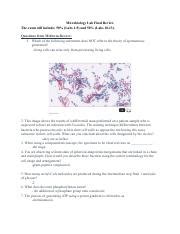 Micro Bio Lab Final Review Pdf Microbiology Lab Final Review The