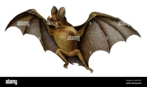 Spectral bat Cut Out Stock Images & Pictures - Alamy