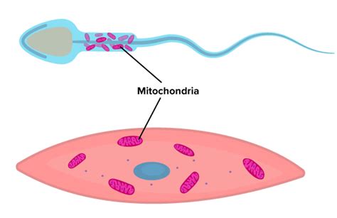 Mitochondria In A Human Cell