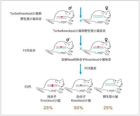 TurboKnockout基因敲除小鼠 服务 生物器材网