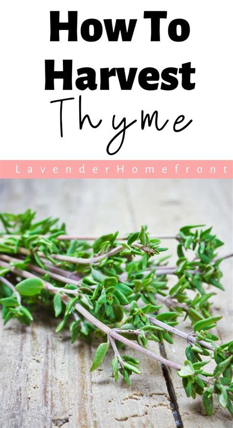 how to harvest the thyme on a wooden table with text overlay that reads how to harvest the thyme