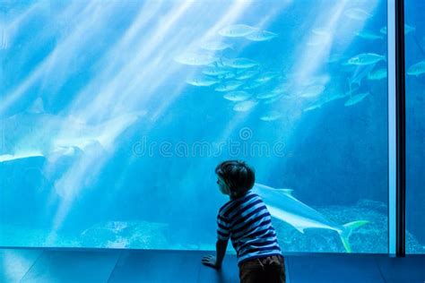 Homem Novo Que Olha Peixes Em Um Tanque Gigante Imagem De Stock