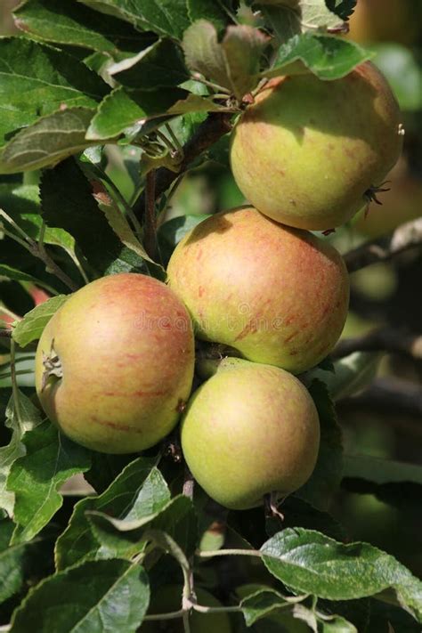 Consumici N De Las Manzanas Que Maduran En Un Rbol Foto De Archivo