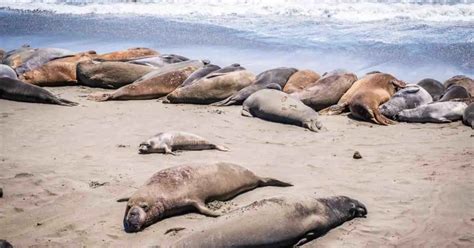 Northern Elephant Seal Behavior - AnimalBehaviorCorner