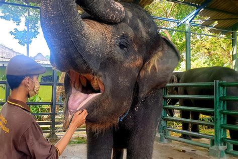 Kesehatan Dan Perluasan Kandang Prioritas Gajah Sumatera Di Kebun