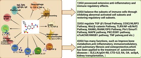 Frontiers Research Progress On The Clinical Application And Mechanism