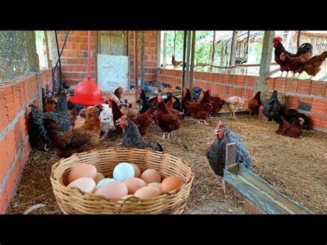 Colhendo Ovos Alimentando As Aves E Dando Umas Dicas B Sicas De Manejo