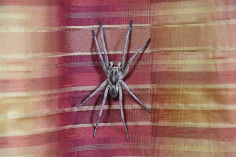 Spiders in Oklahoma - Species & Pictures