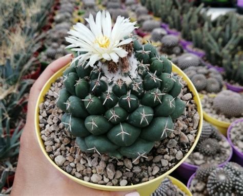 Adromischus Giromagi Cactus And Succulents