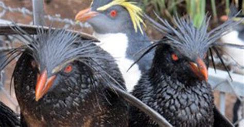 Ecological disaster in Tristan da Cunha: penguins and lobster at risk ...