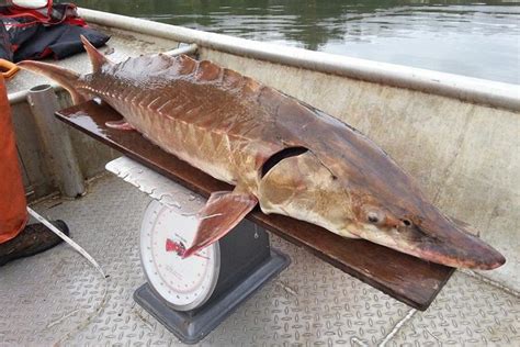 Gulf Sturgeon Noaa Fisheries