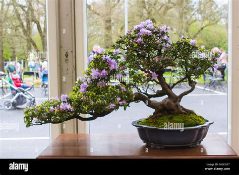 Bonsai Cascade | Aneka Ragam Bentuk Bonsai