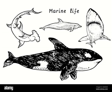 Collection De La Vie Marine Grand Requin T Te Orca Dauphin