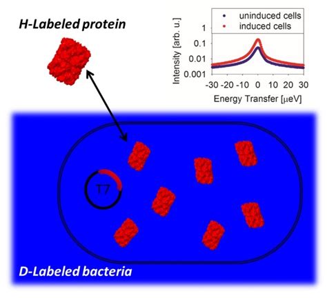 Direct Measurement Of Protein Dynamics In Vivo Ber Structural Biology