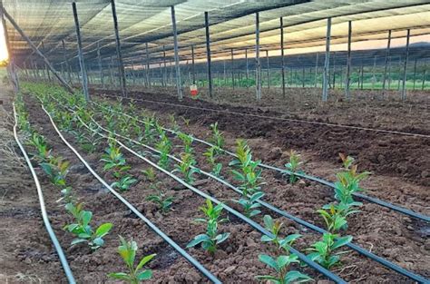 Erva Mate Novo Sistema De Cultivo Pode Aumentar Produtividade Em At