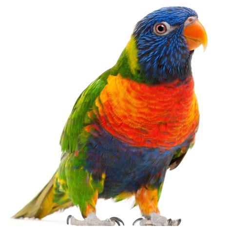 Rainbow Lorikeet | The Animal Store