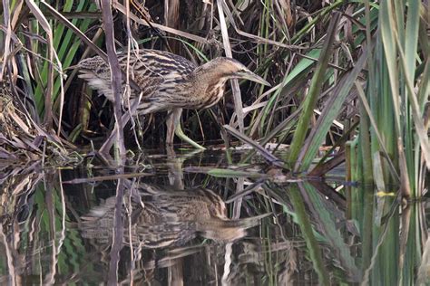 Bittern You Just Never Know What You Re Going To Come Acro Flickr