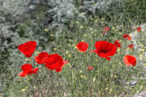 Um Campo Vermelho Papaver Rhoeas Nomes Comuns Incluem Milho Papoila